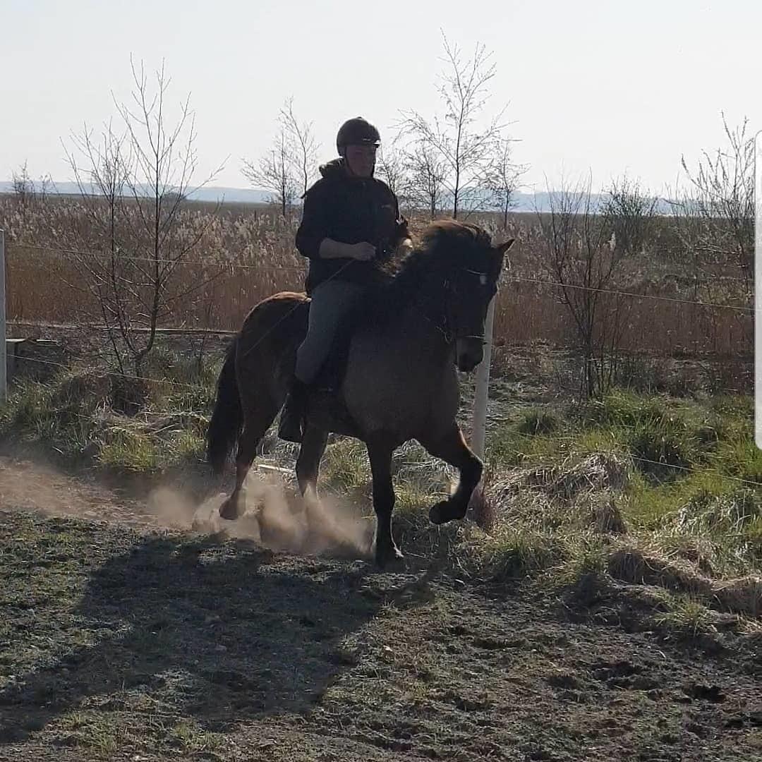 Islænder Sigurdur fra Lindegården SOLGT billede 43