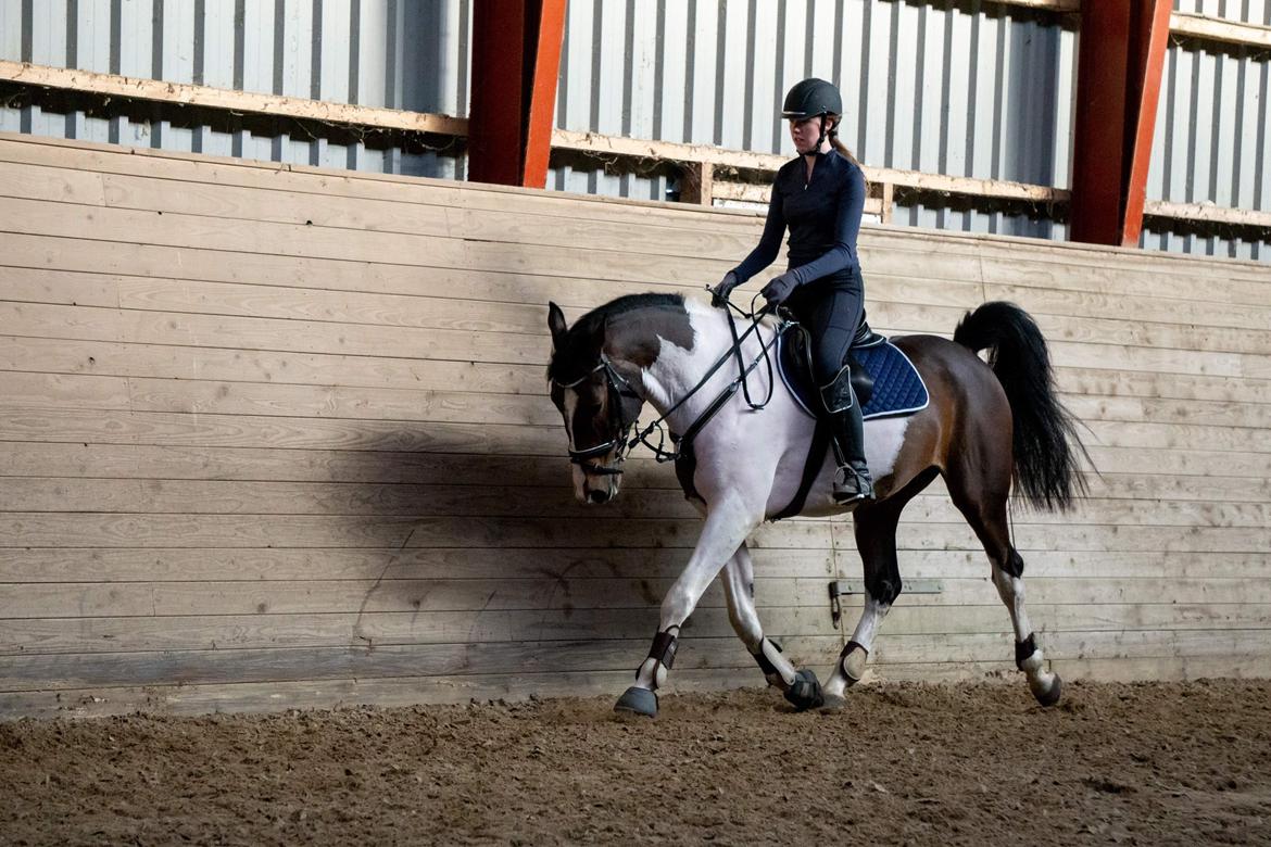 Pinto Cappucino billede 2
