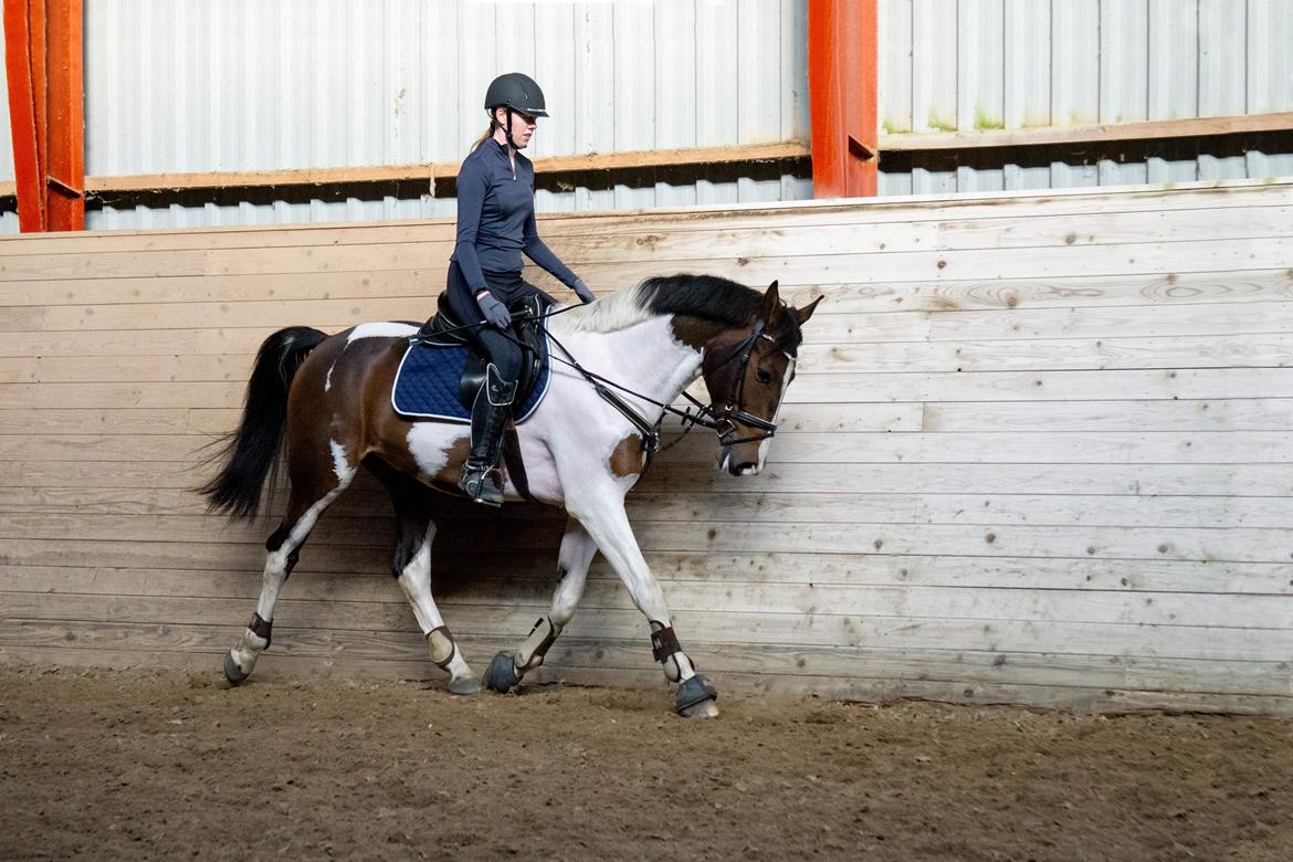 Pinto Cappucino billede 1