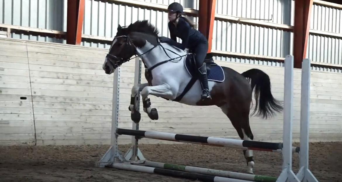 Pinto Cappucino billede 4