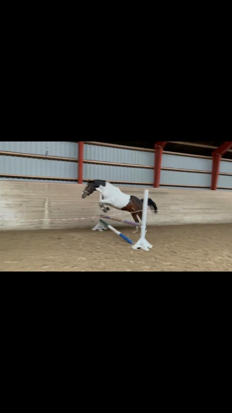 Pinto Cappucino billede 5