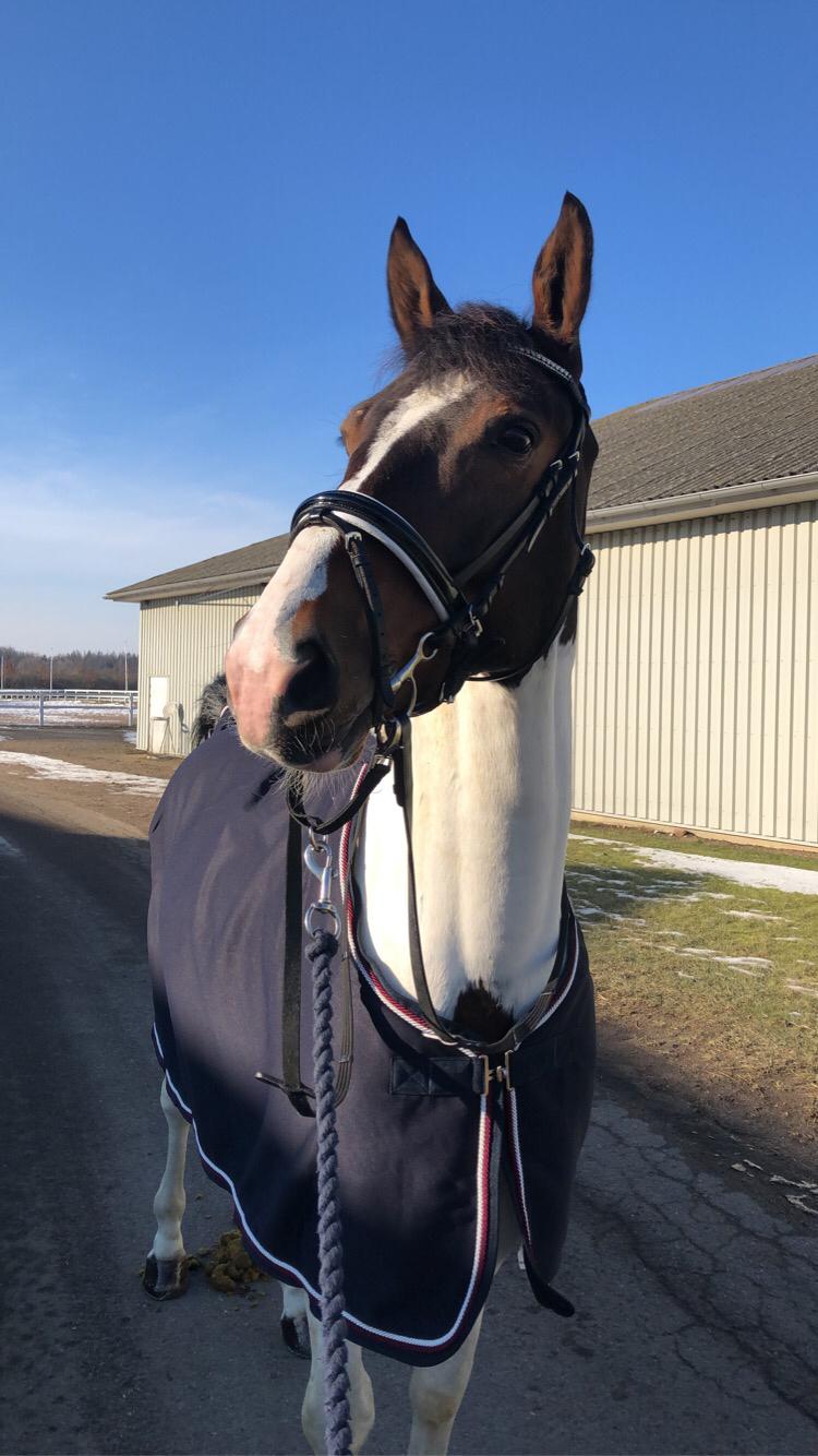 Pinto Cappucino billede 6