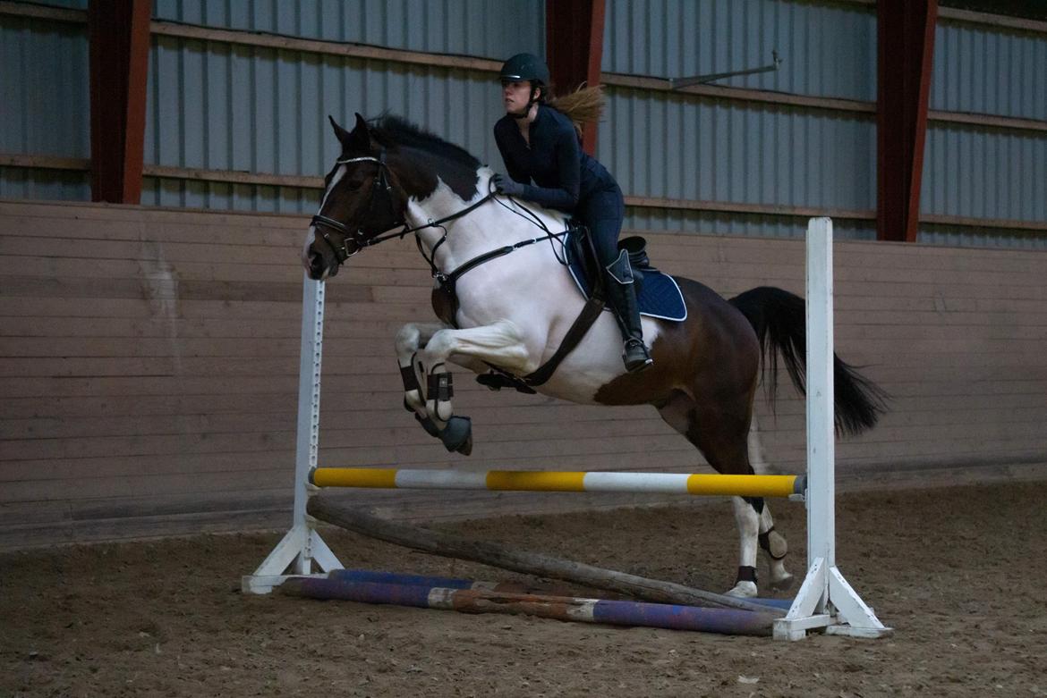 Pinto Cappucino billede 3