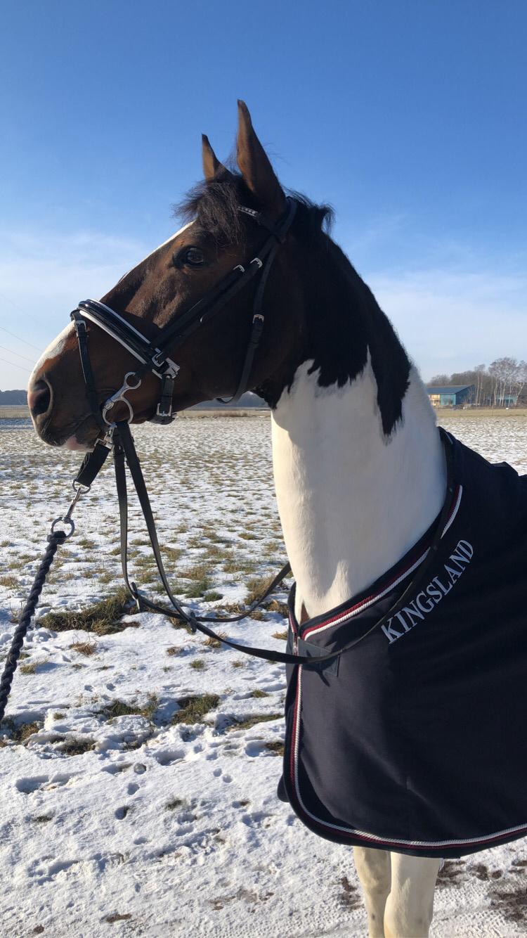 Pinto Cappucino billede 7