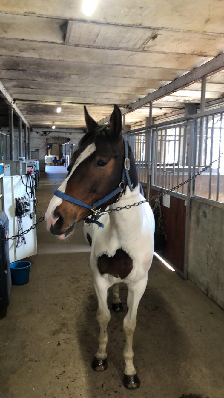 Pinto Cappucino billede 8