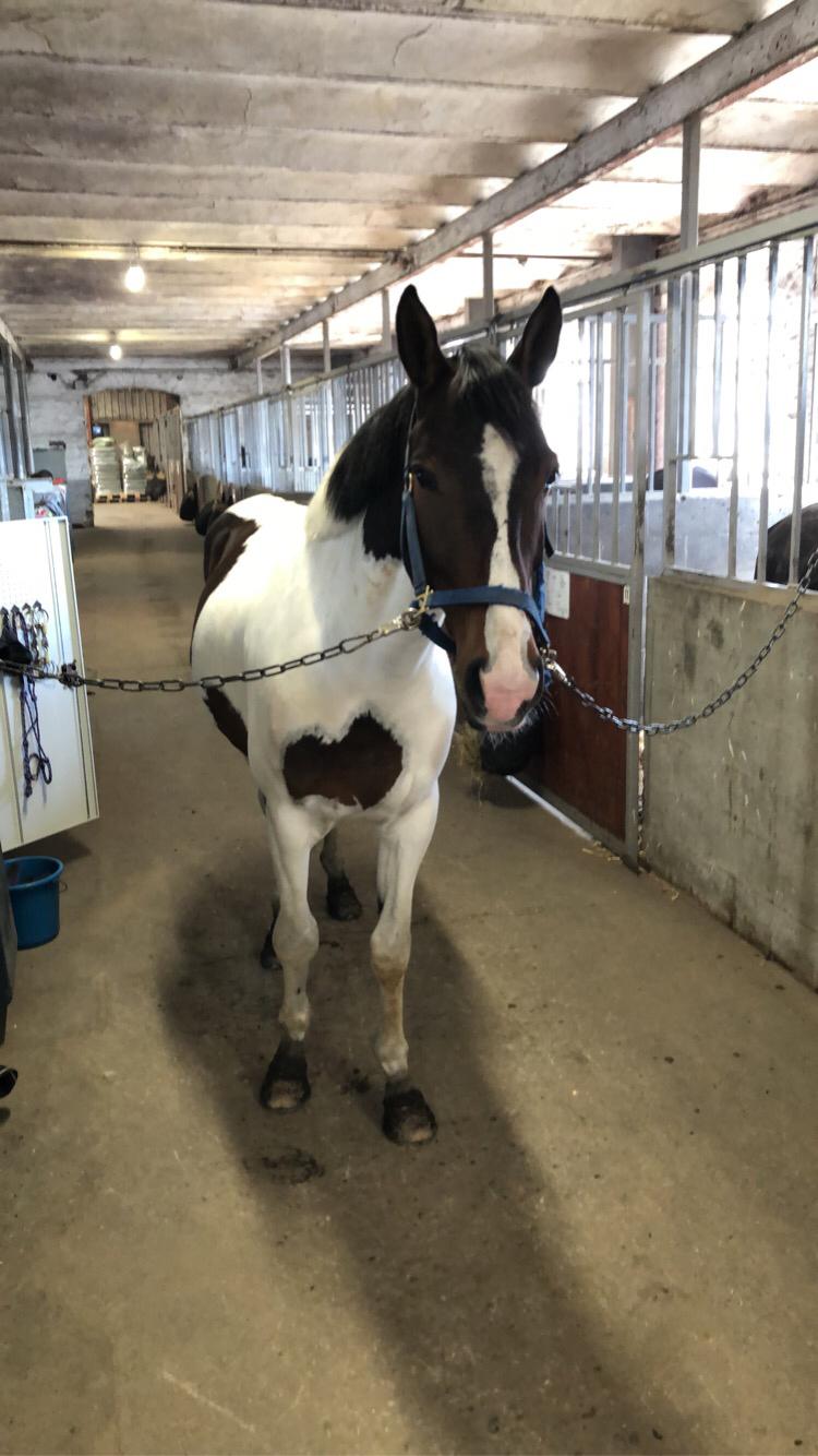 Pinto Cappucino billede 9