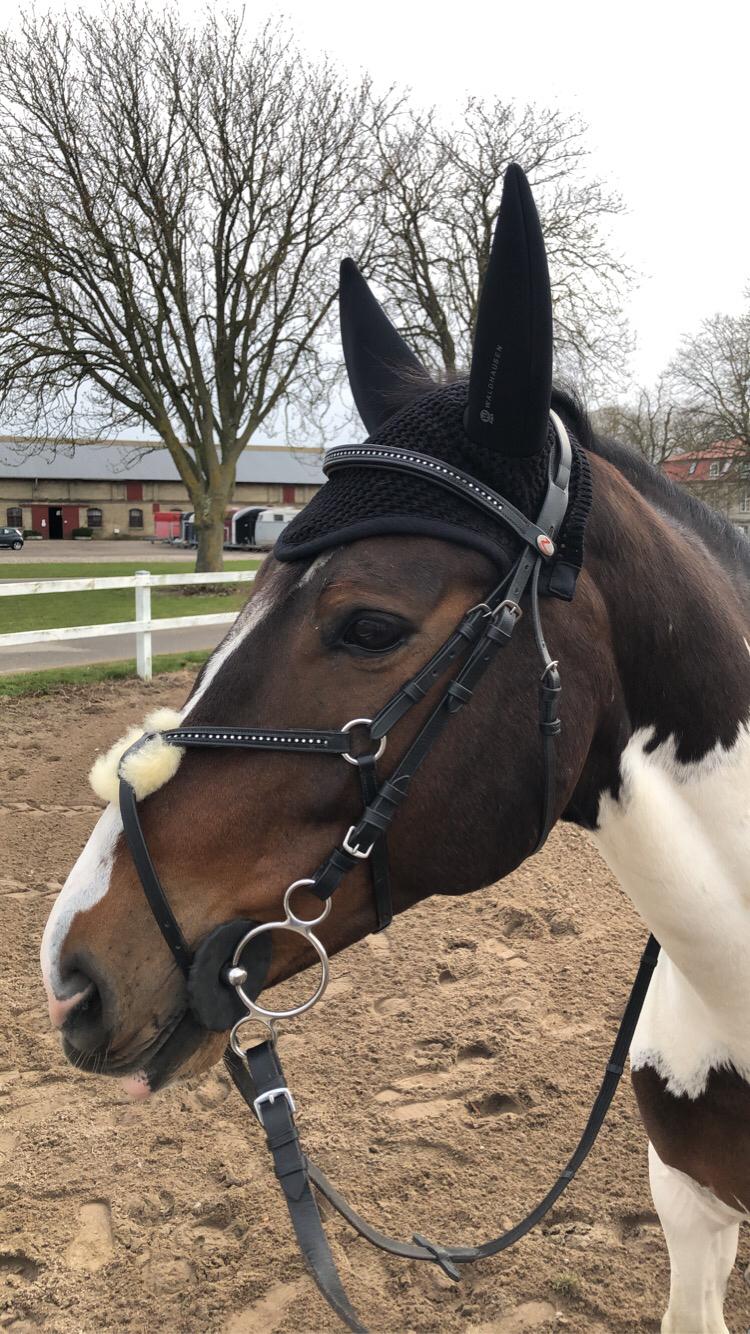 Pinto Cappucino billede 10