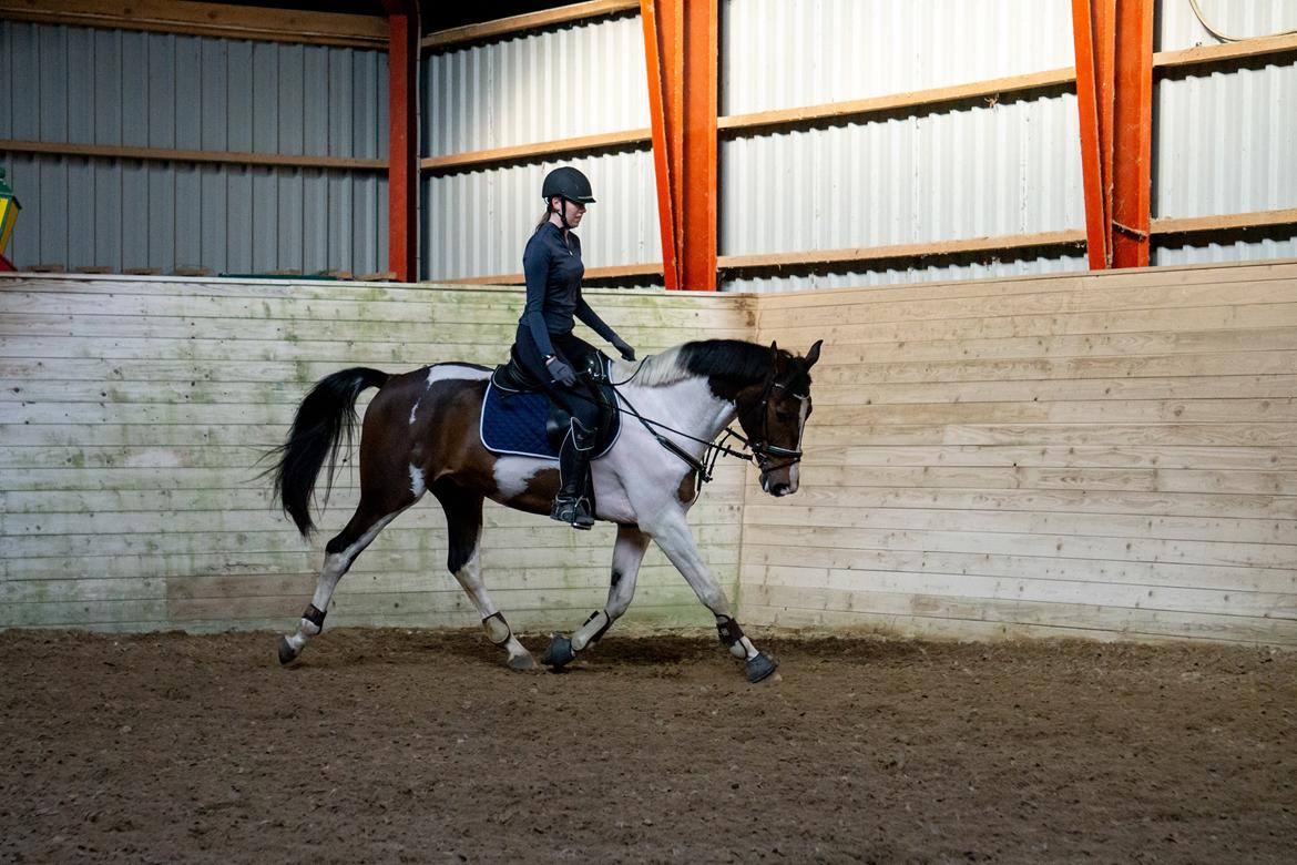 Pinto Cappucino billede 12