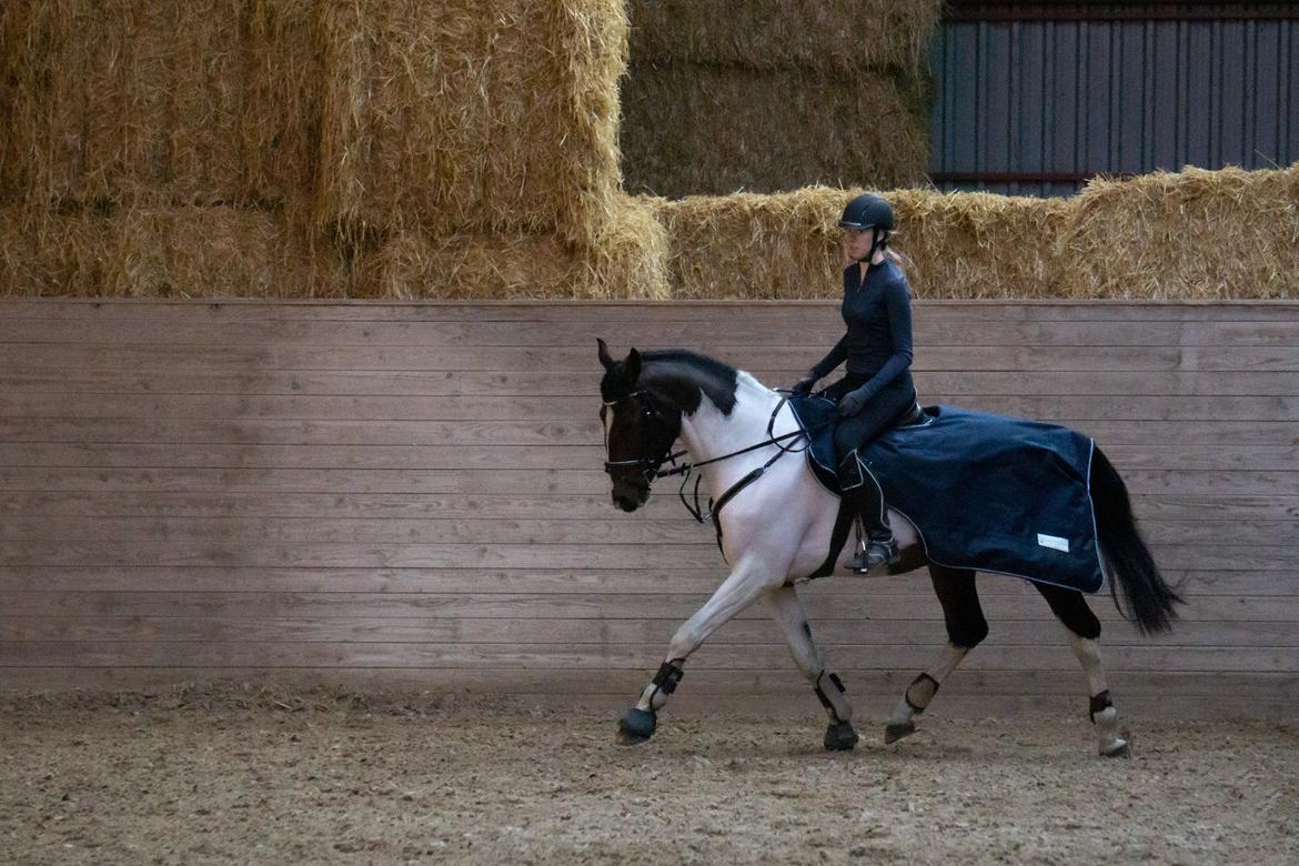 Pinto Cappucino billede 11