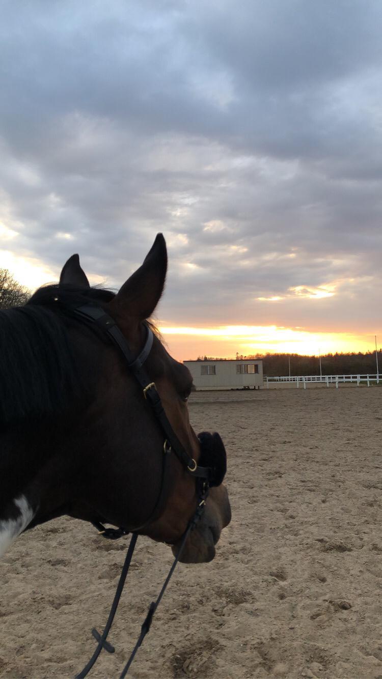 Pinto Cappucino billede 13