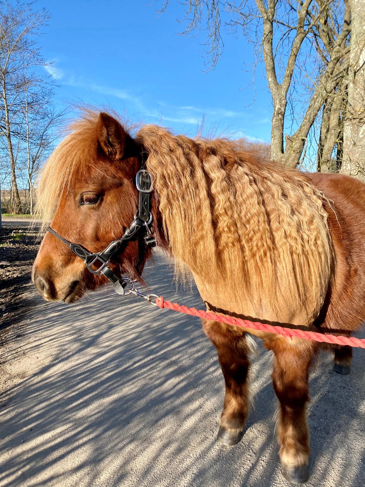 Shetlænder | Tusindfryds Allie billede 9