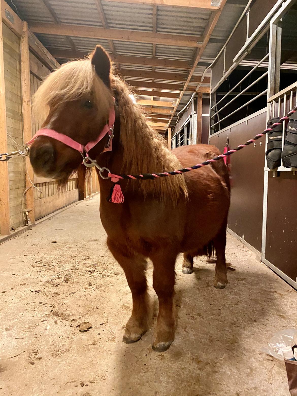 Shetlænder | Tusindfryds Allie billede 11