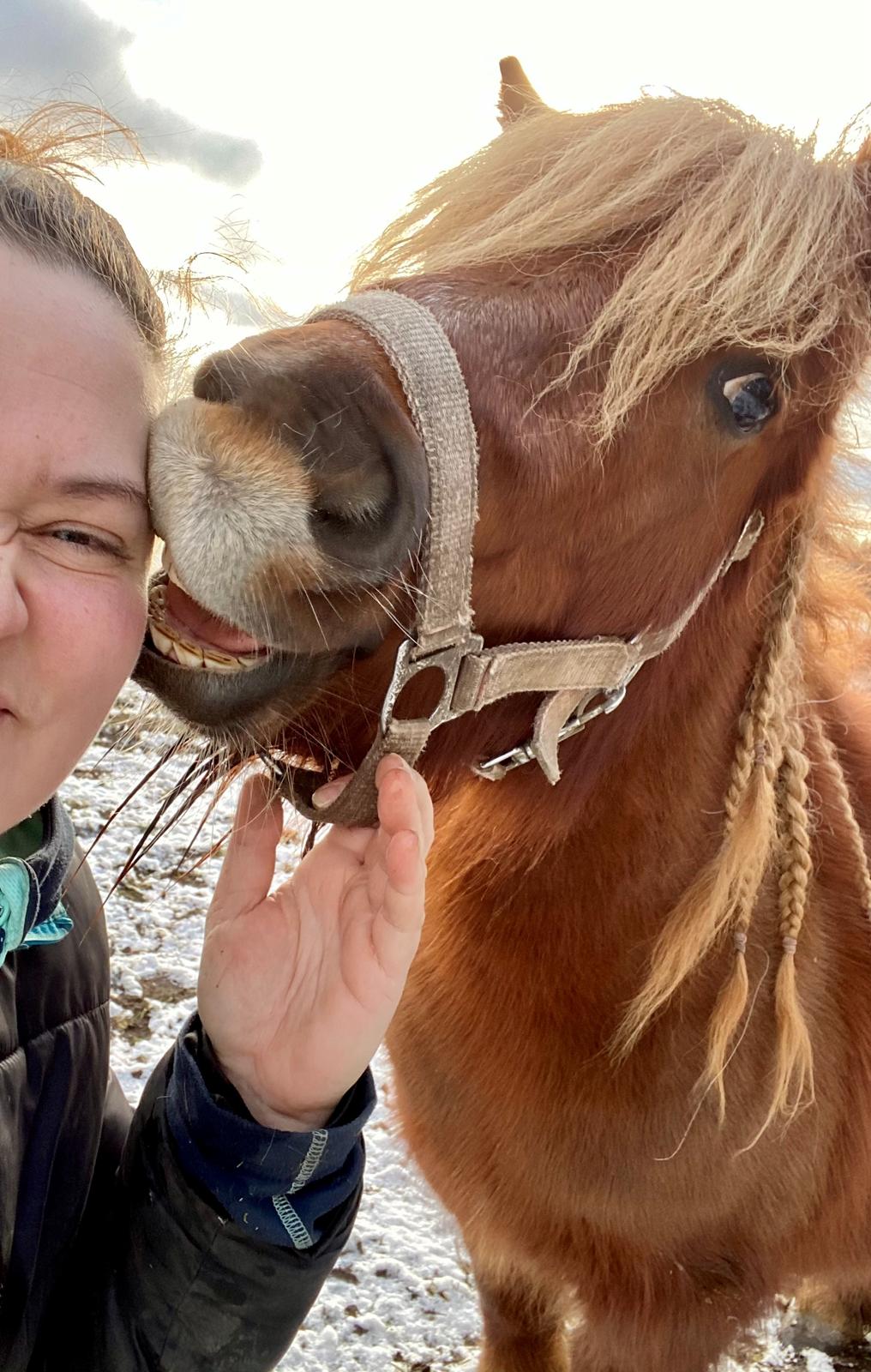 Shetlænder | Tusindfryds Allie billede 10