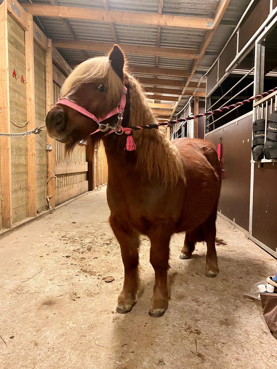 Shetlænder | Tusindfryds Allie billede 12