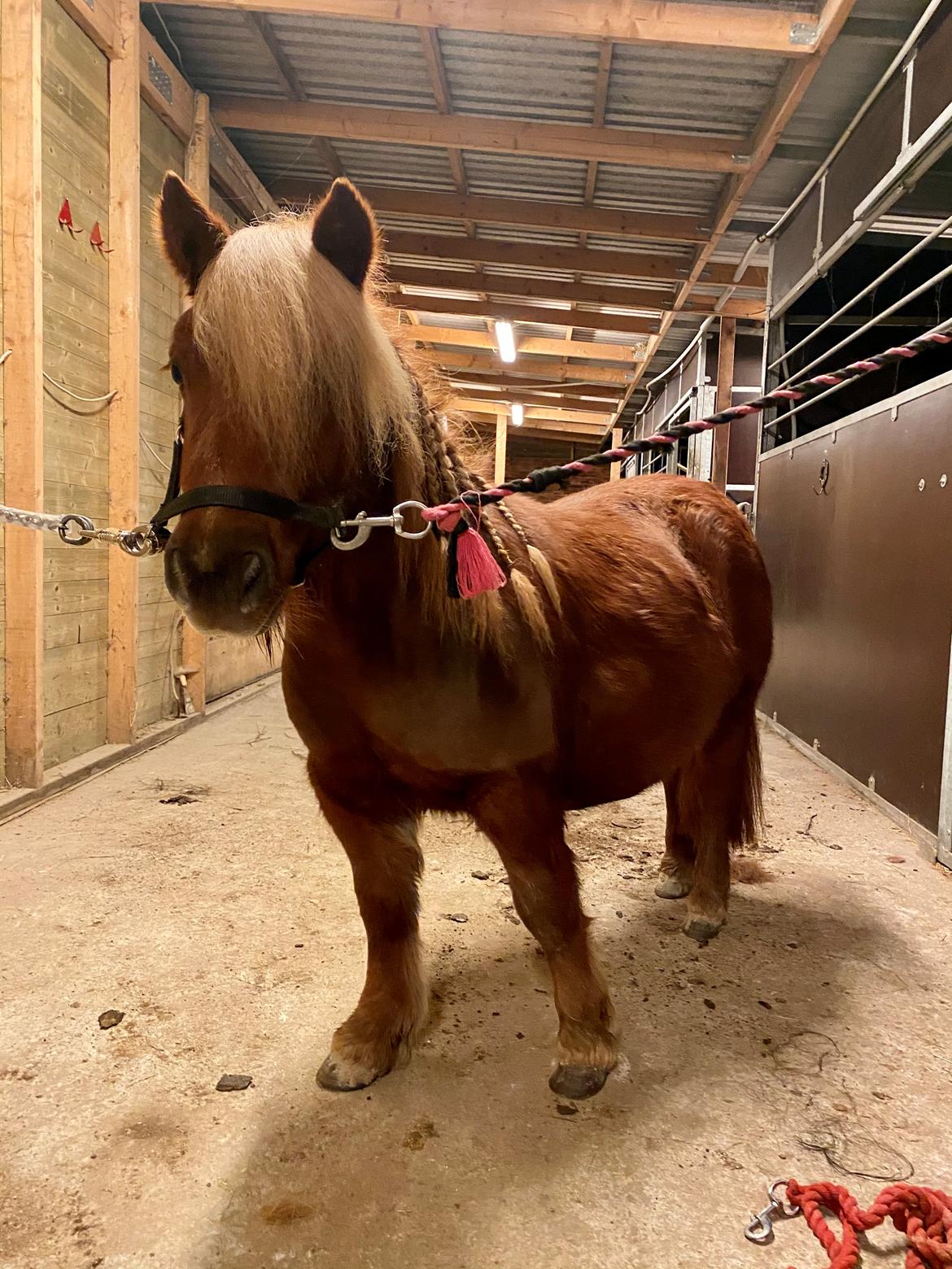 Shetlænder | Tusindfryds Allie billede 13