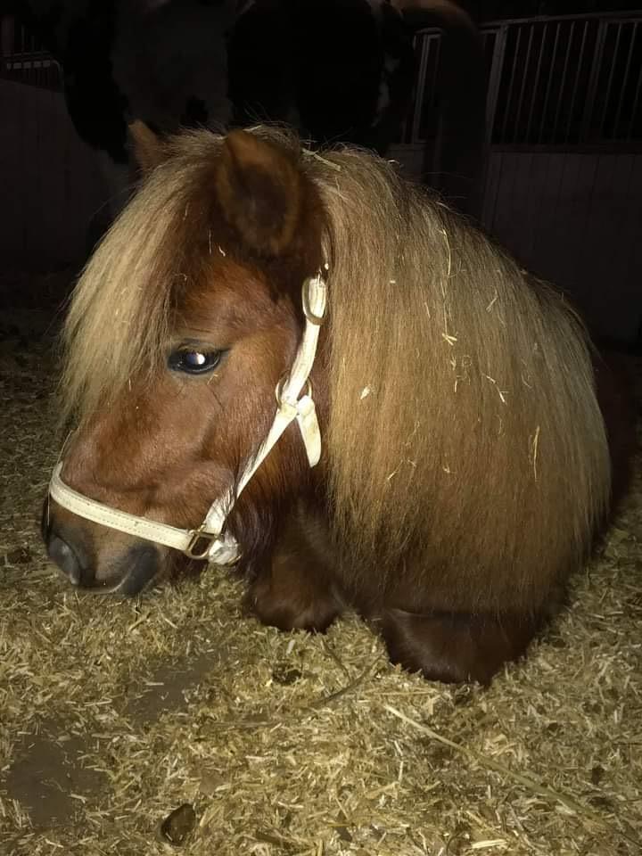 Shetlænder | Tusindfryds Allie billede 14