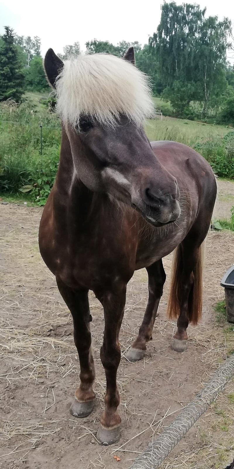 Islænder Elva Fra Torupgård billede 8