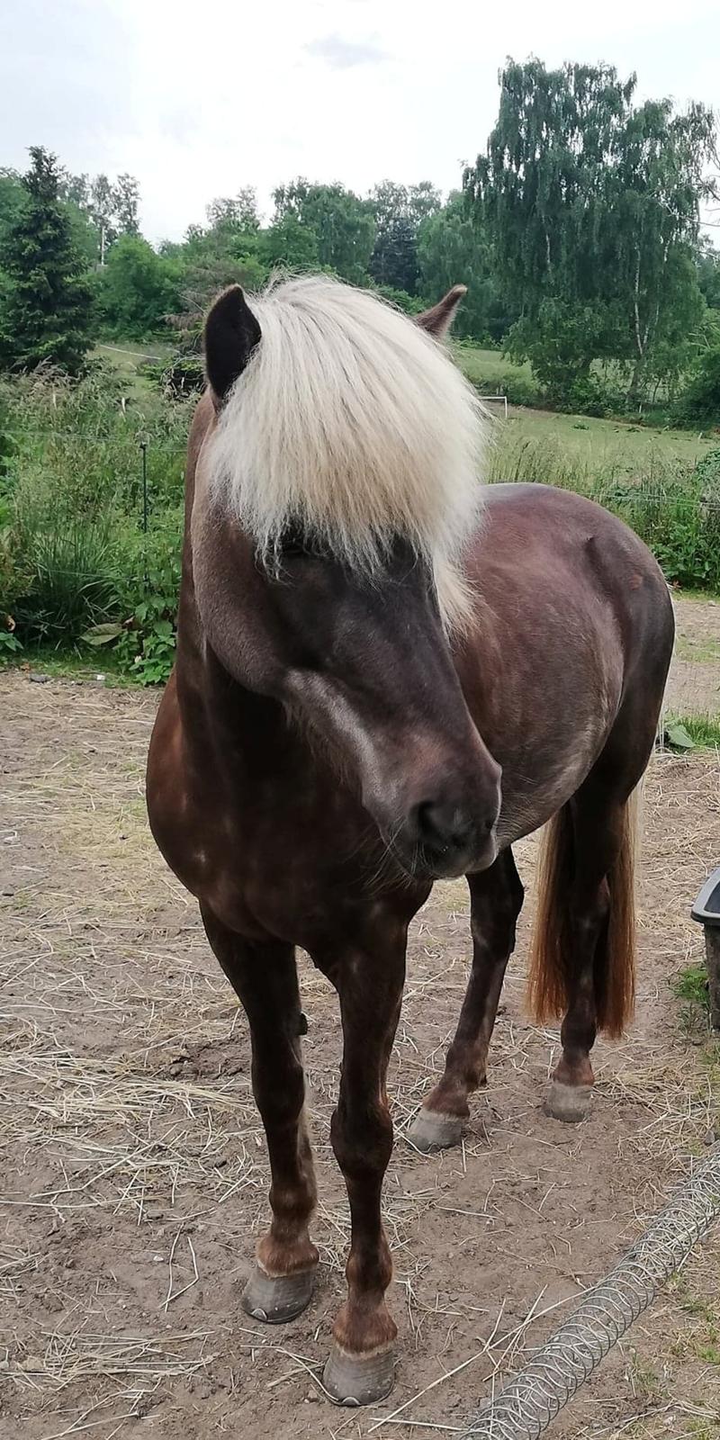 Islænder Elva Fra Torupgård billede 2