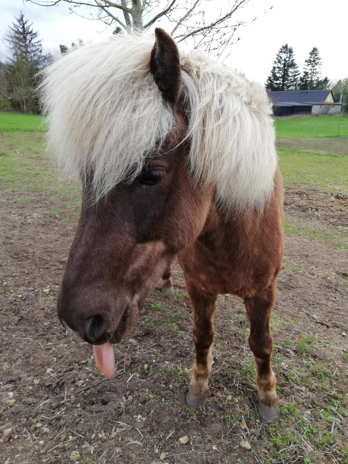 Islænder Elva Fra Torupgård billede 7
