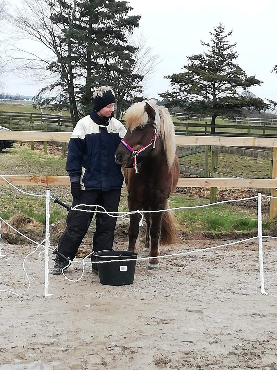 Islænder Elva Fra Torupgård - Fra stævnedag billede 11