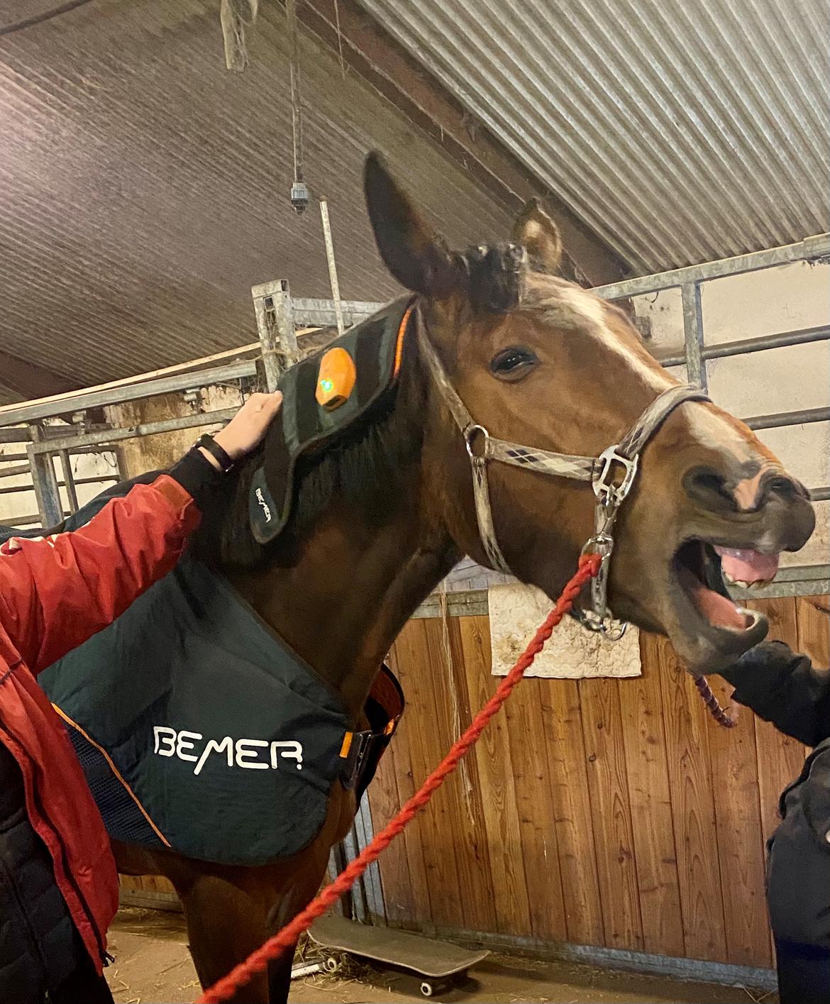 Dansk Varmblod Wibella  billede 8