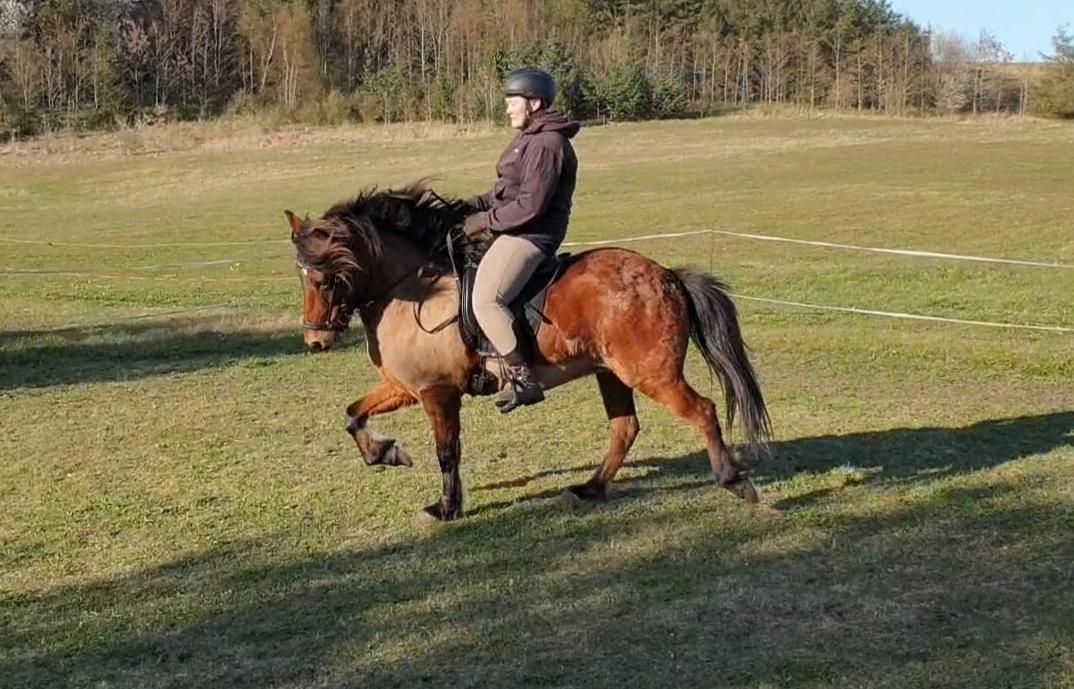 Islænder Sigurdur fra Lindegården SOLGT billede 46