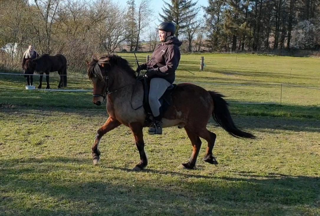 Islænder Sigurdur fra Lindegården SOLGT billede 9