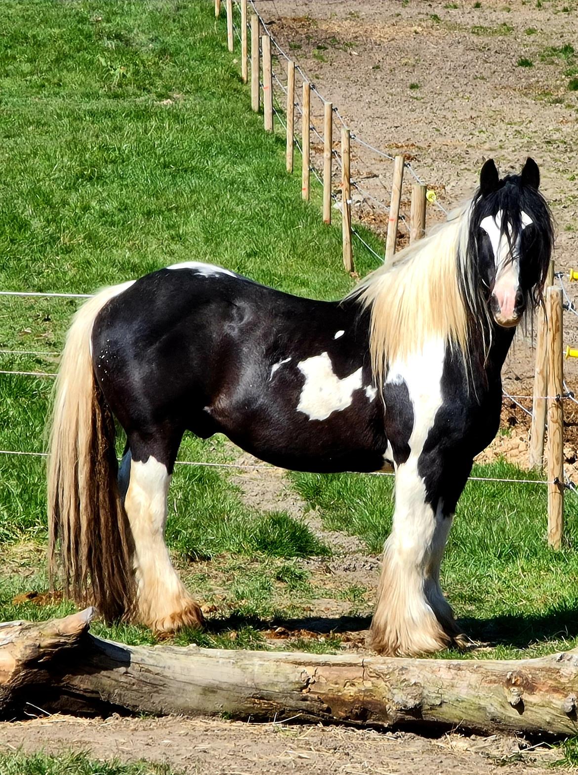 Irish Cob Trampus  billede 1