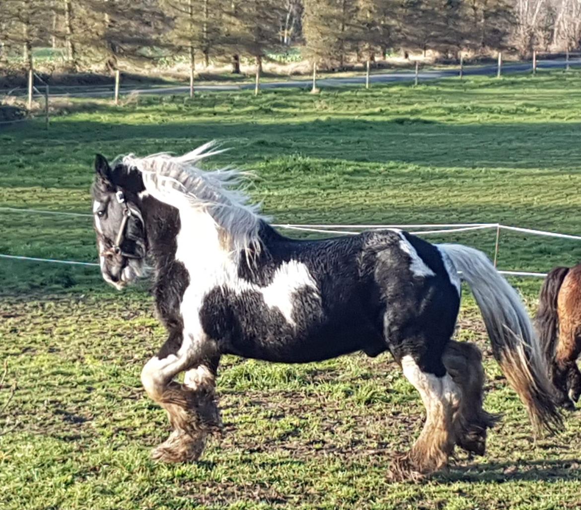 Irish Cob Trampus  billede 2