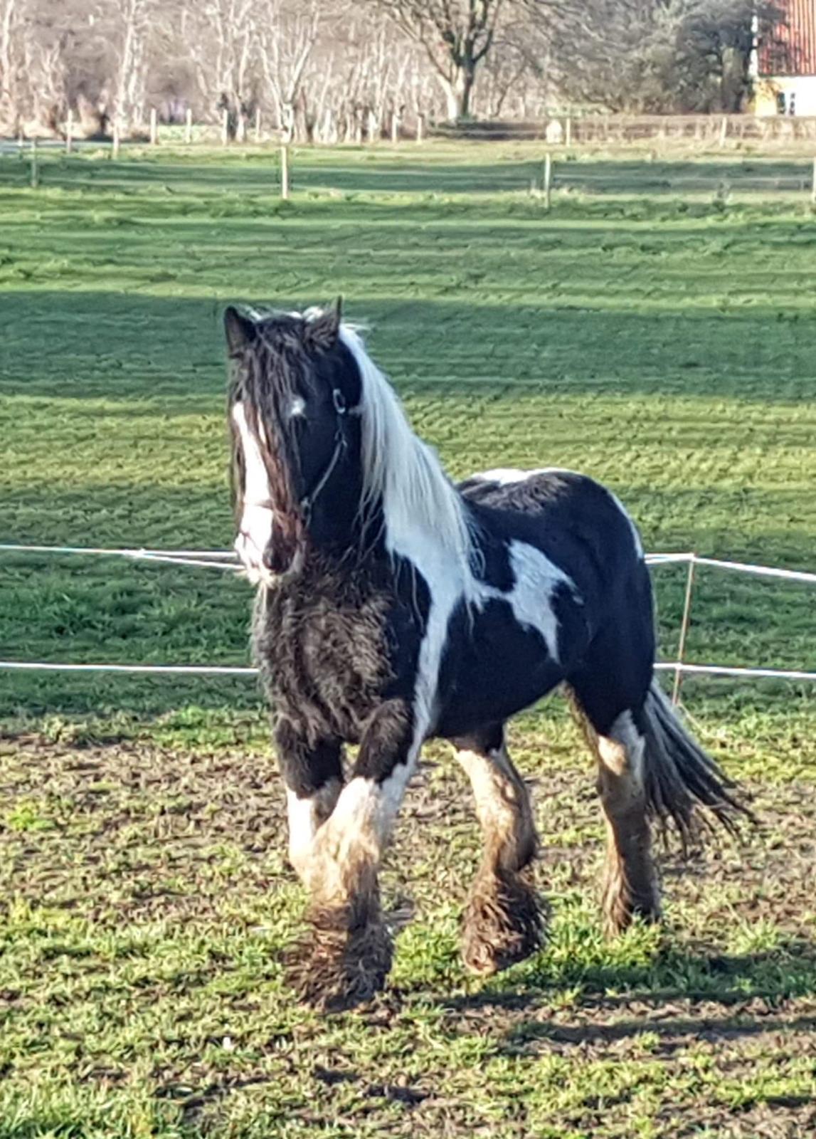 Irish Cob Trampus  billede 4