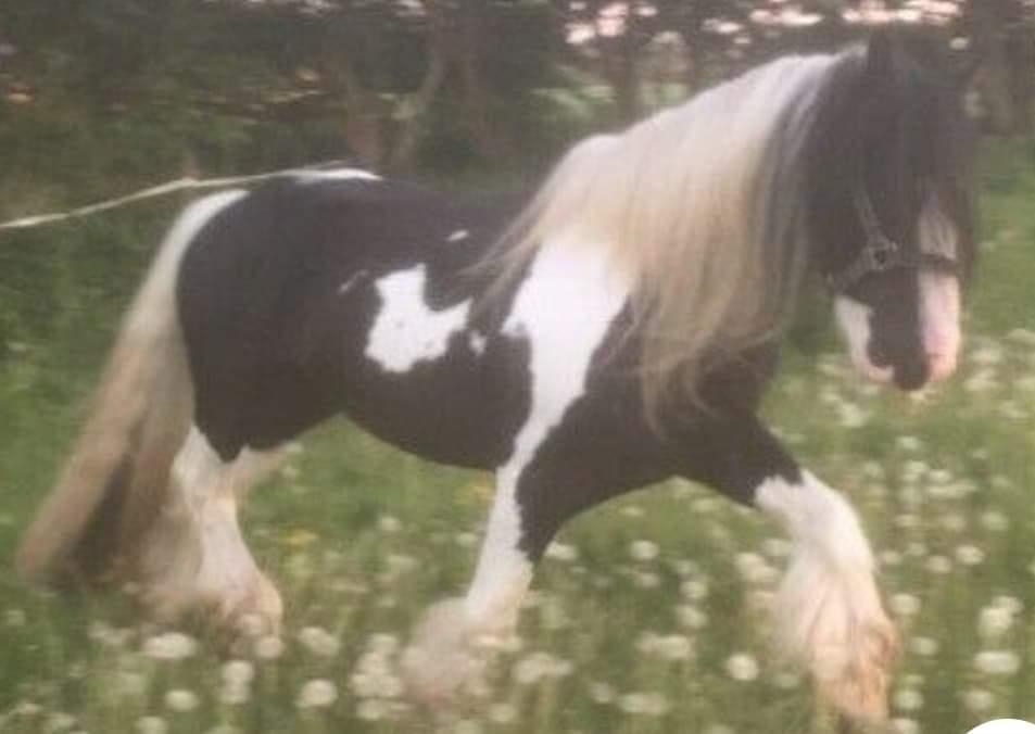 Irish Cob Trampus  billede 5