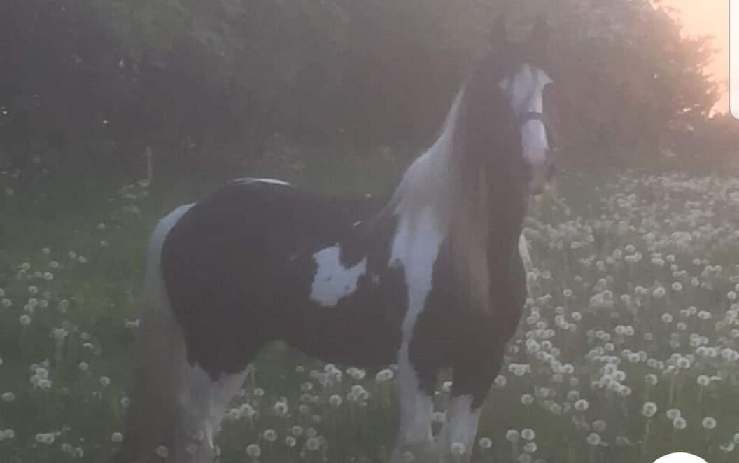 Irish Cob Trampus  billede 6