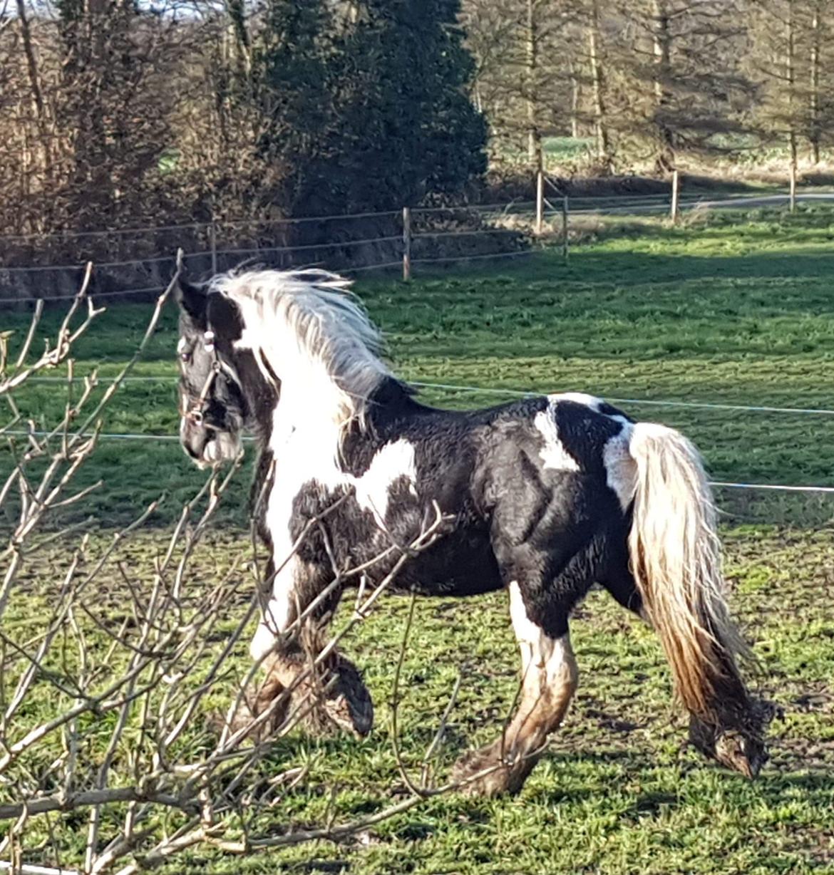 Irish Cob Trampus  billede 3