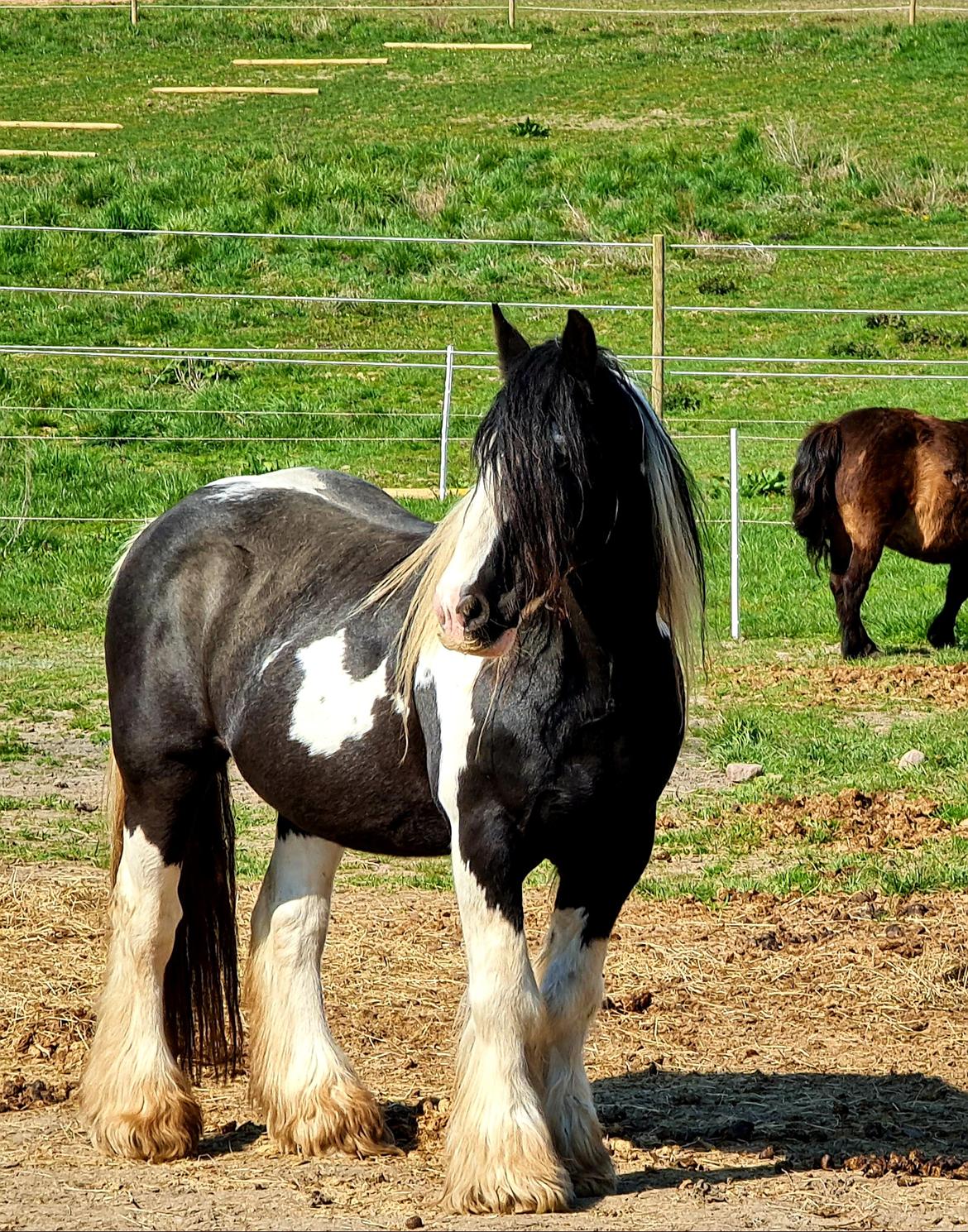 Irish Cob Trampus  billede 7