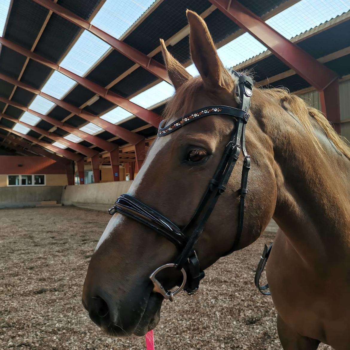 Dansk Varmblod Tamira billede 2