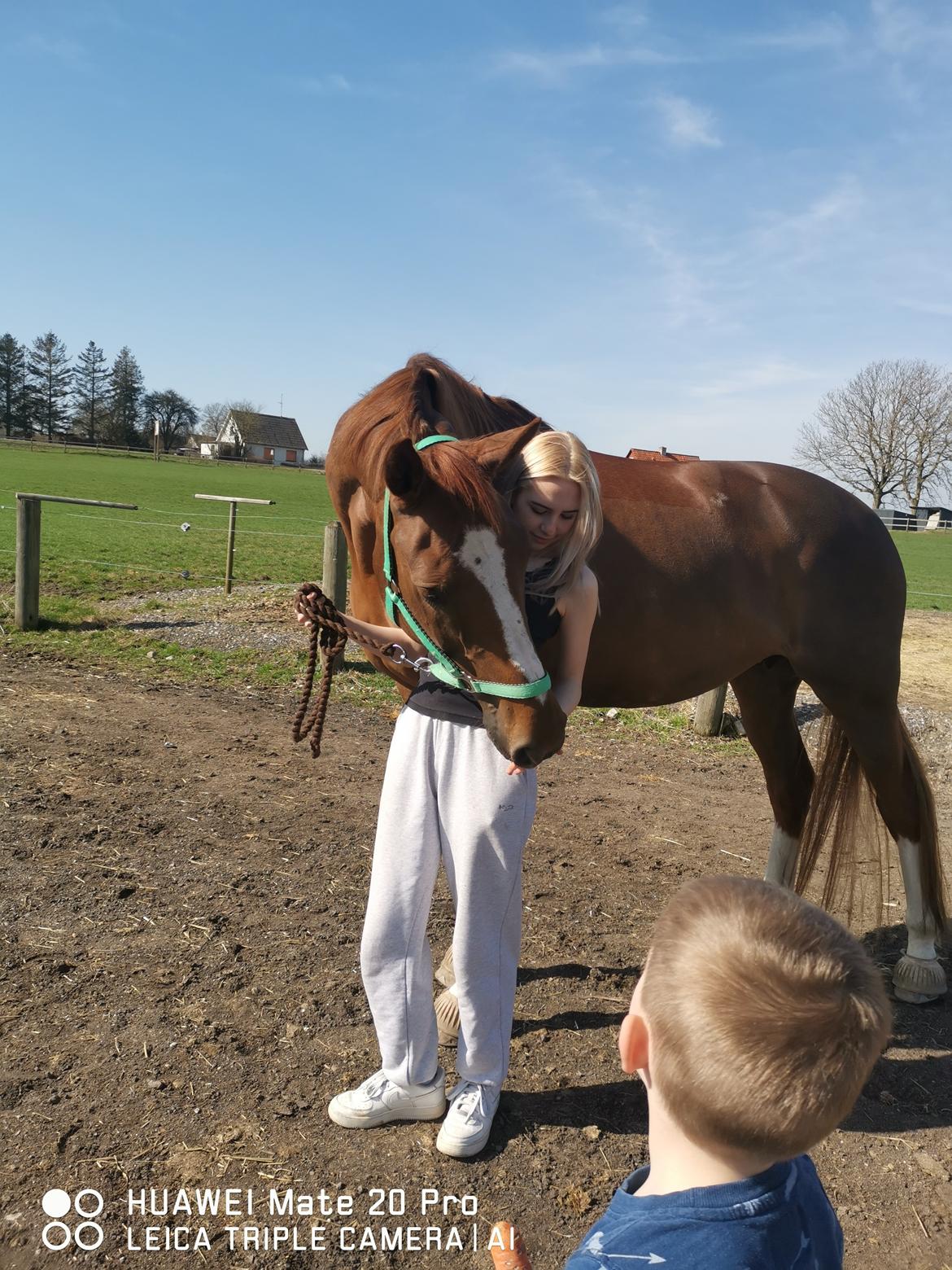 Dansk Varmblod Tamira billede 3