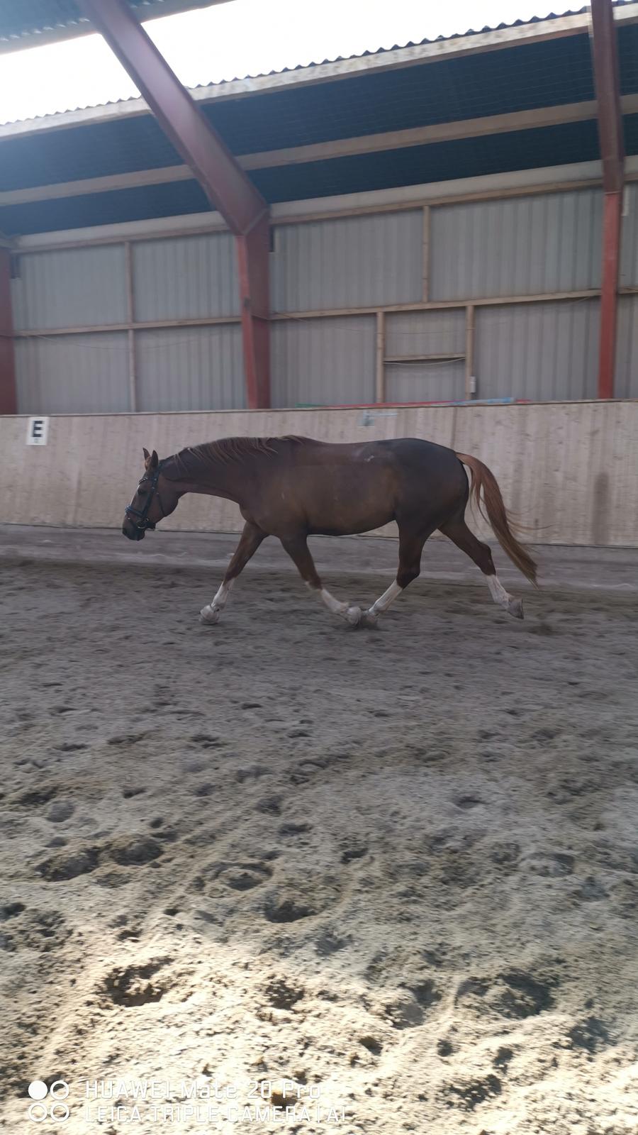 Dansk Varmblod Tamira billede 7