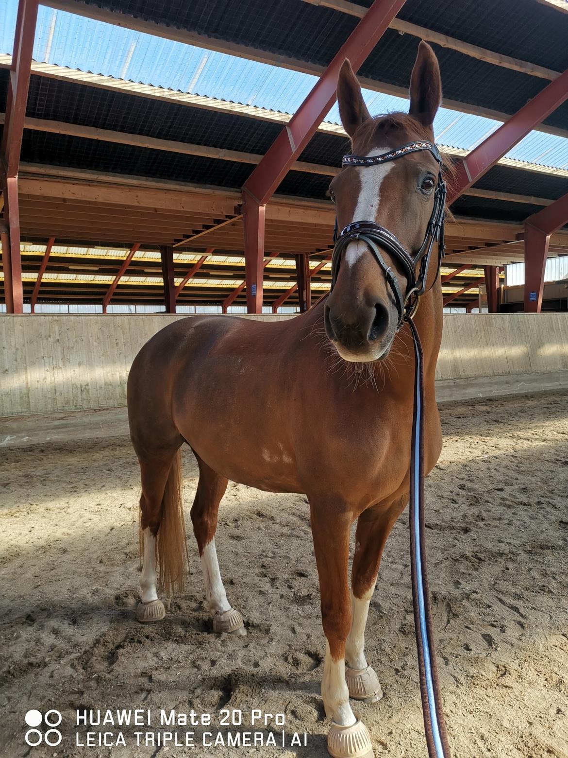 Dansk Varmblod Tamira billede 8