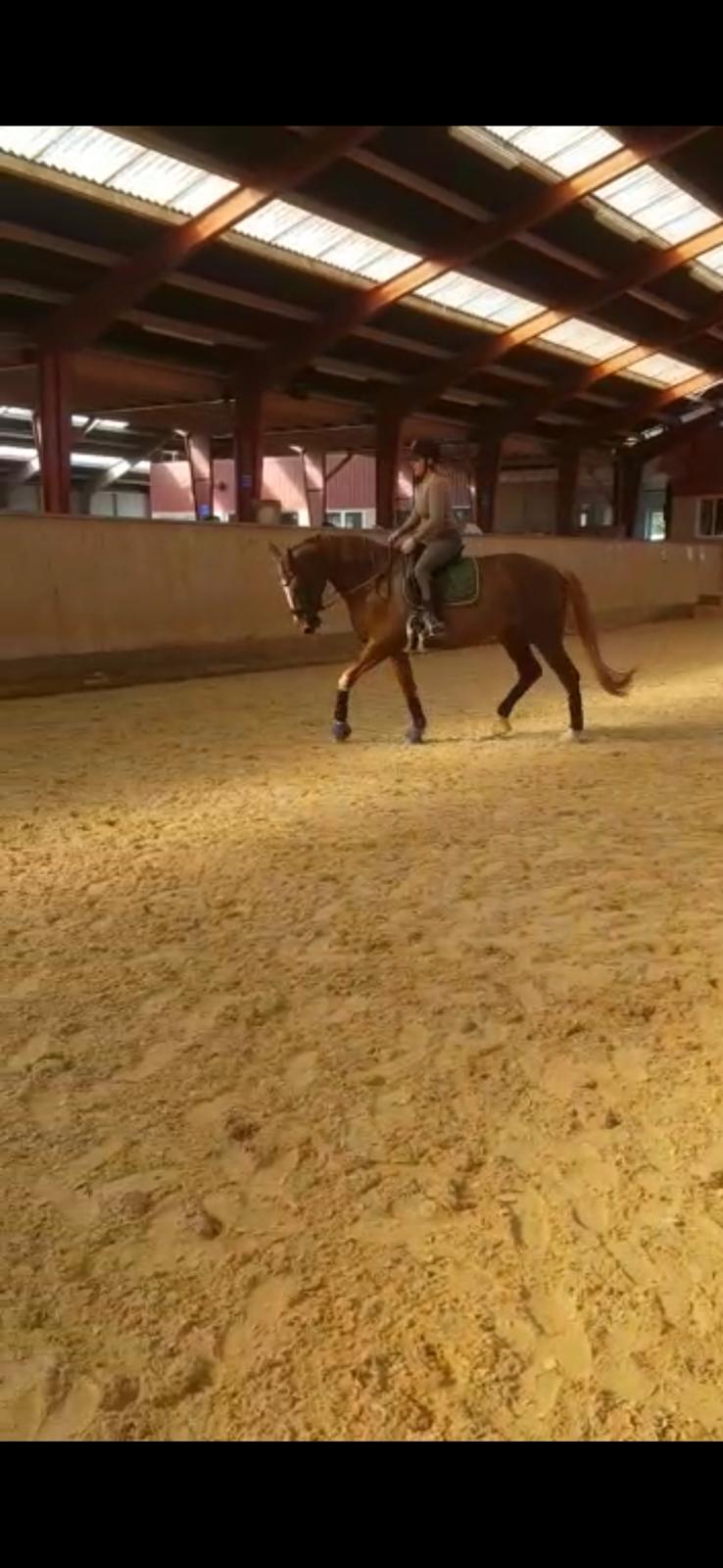 Dansk Varmblod Tamira billede 4