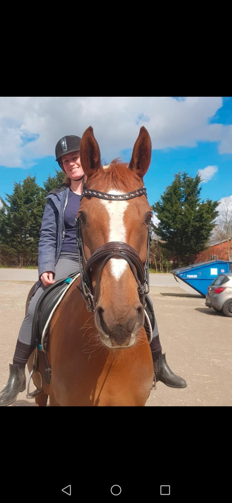 Dansk Varmblod Tamira billede 9