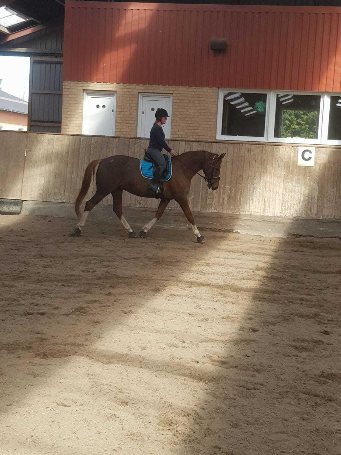 Dansk Varmblod Tamira billede 10