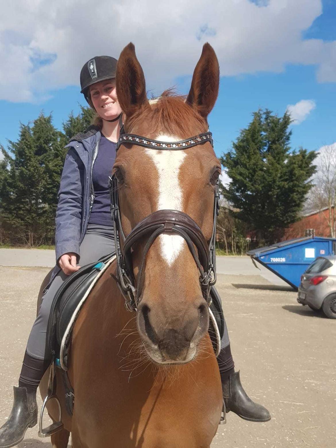 Dansk Varmblod Tamira billede 12