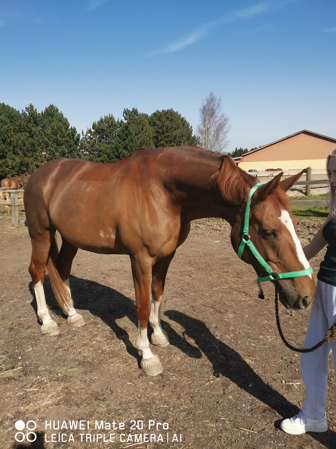 Dansk Varmblod Tamira billede 13