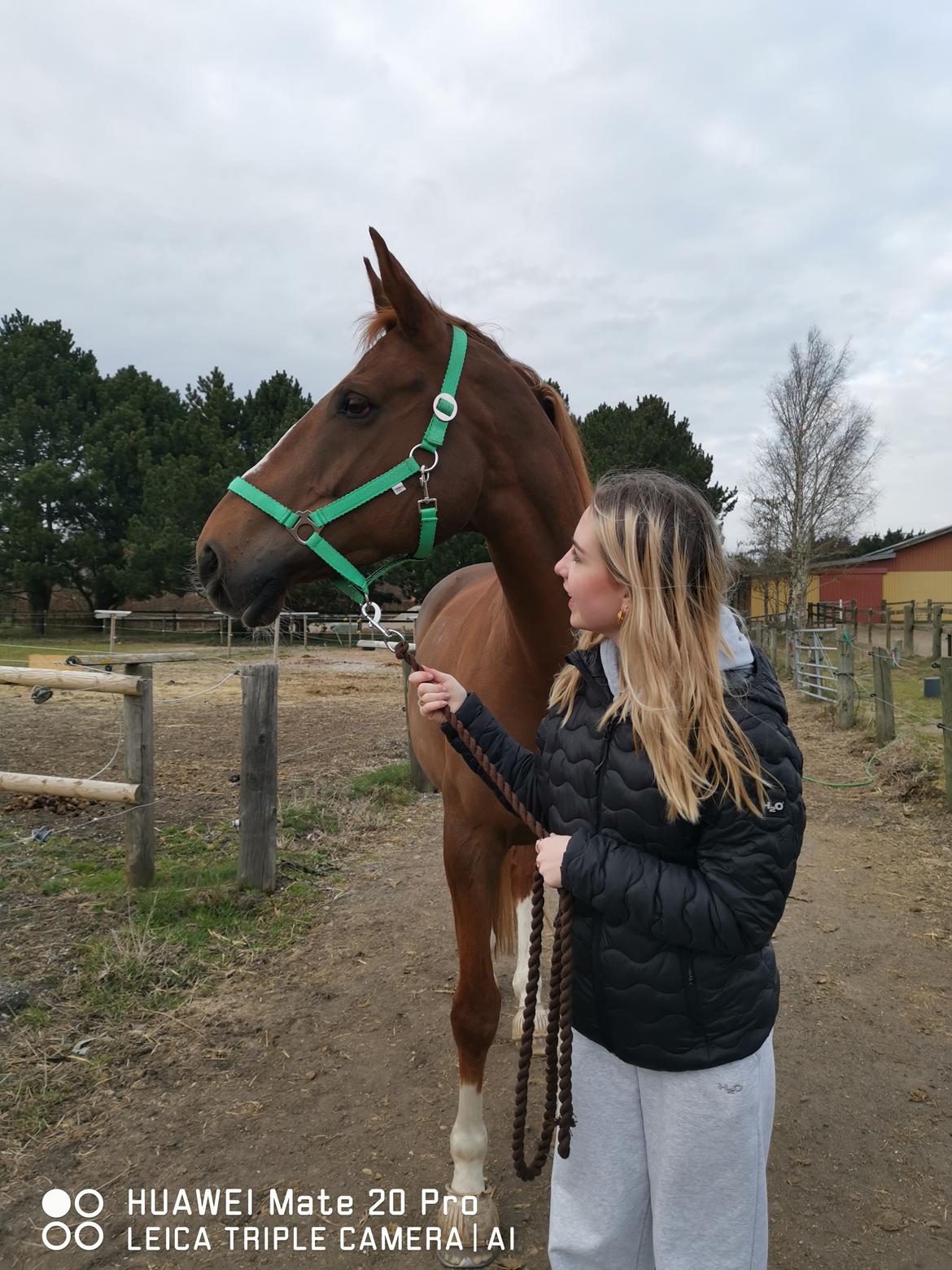 Dansk Varmblod Tamira billede 15