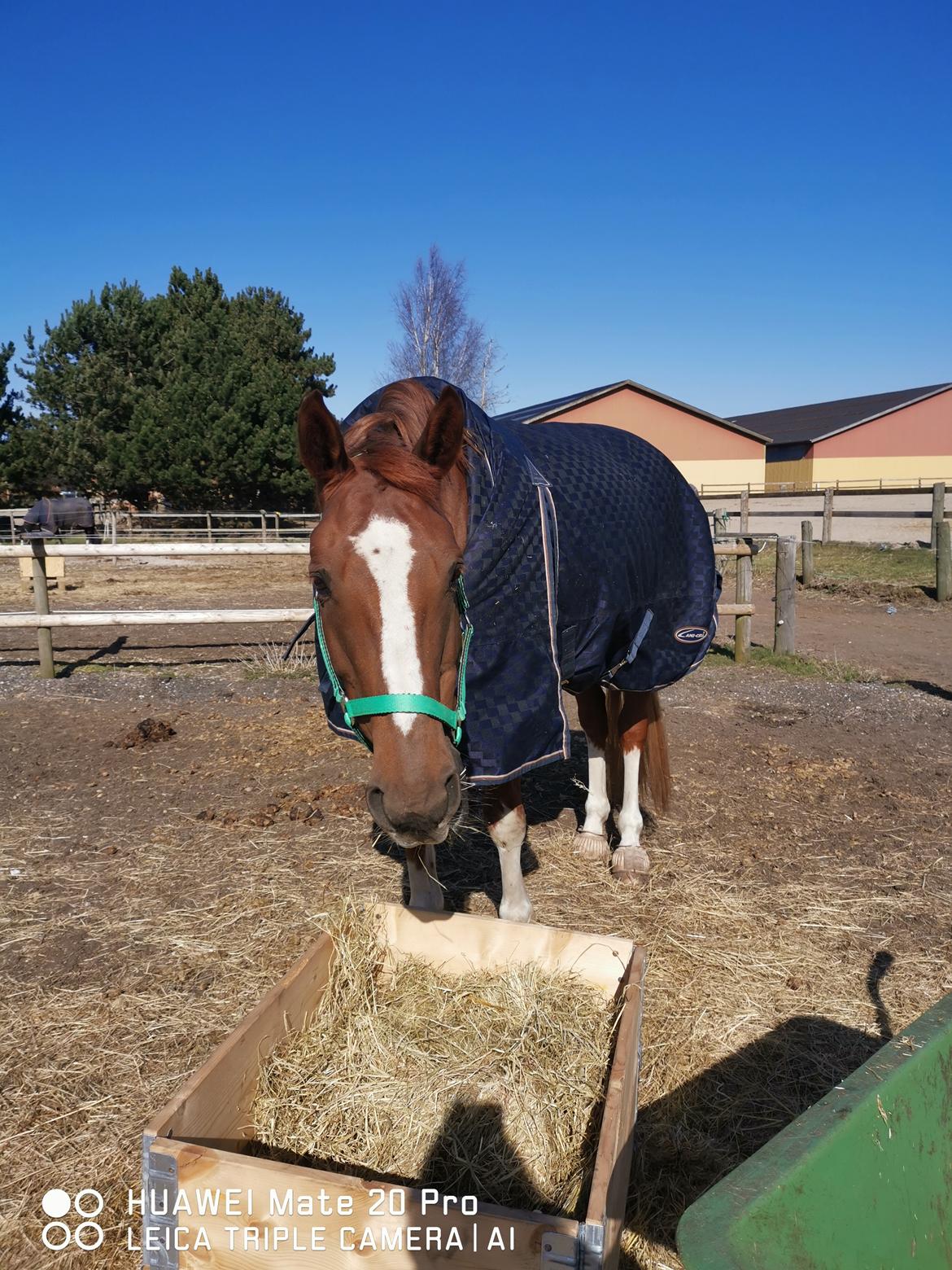 Dansk Varmblod Tamira billede 16