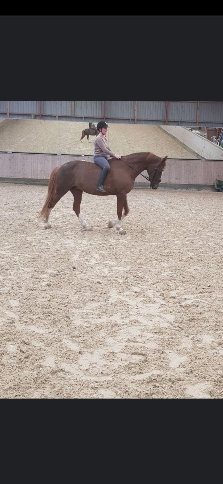 Dansk Varmblod Tamira billede 14