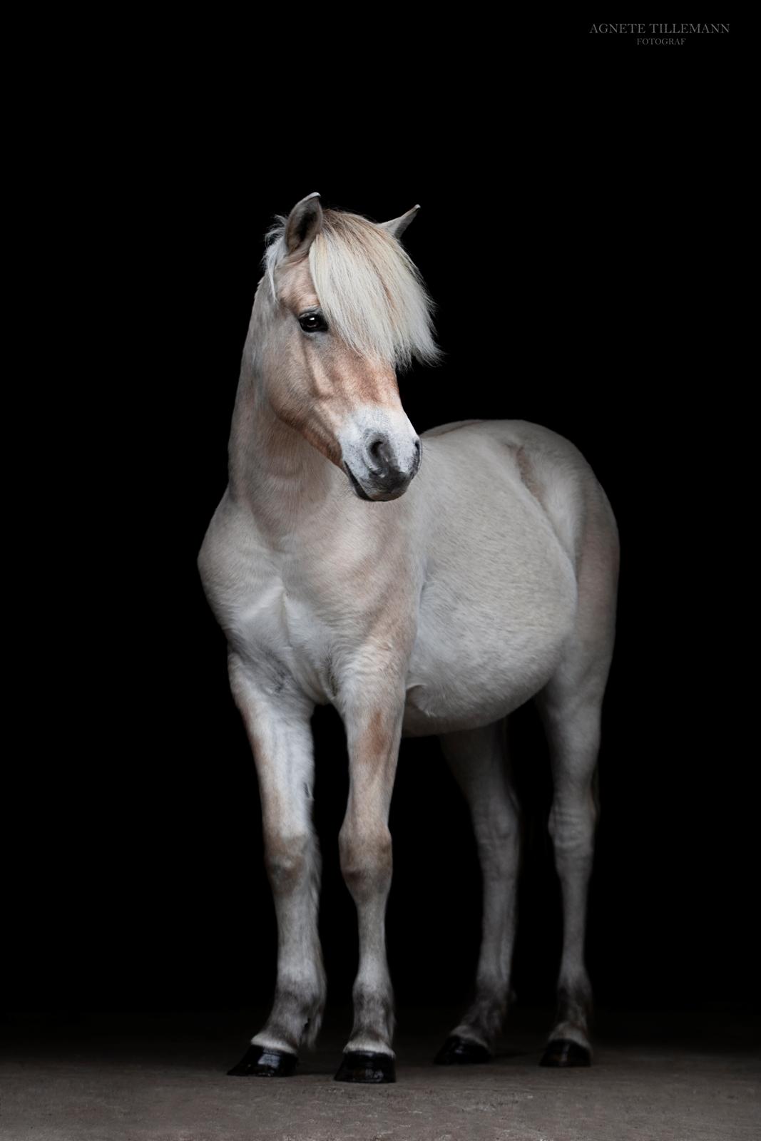 Fjordhest Gyldenfjords kida billede 1