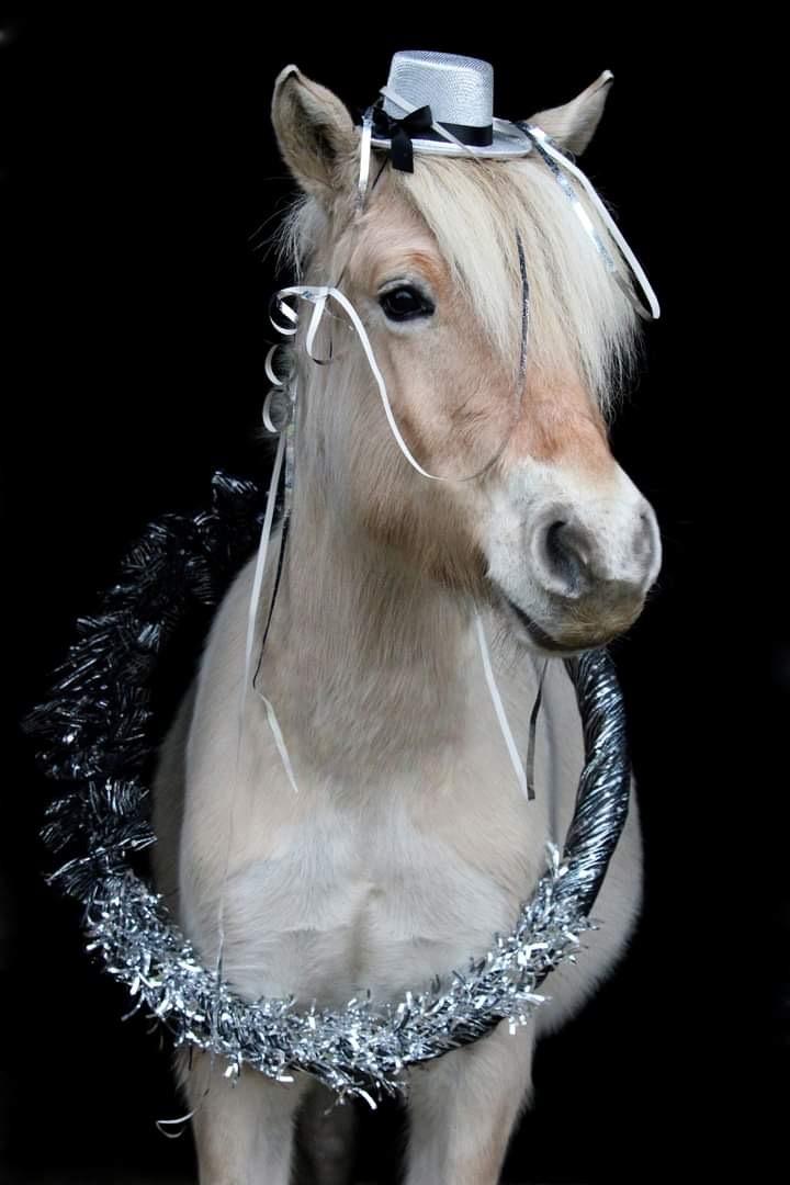 Fjordhest Gyldenfjords kida billede 3