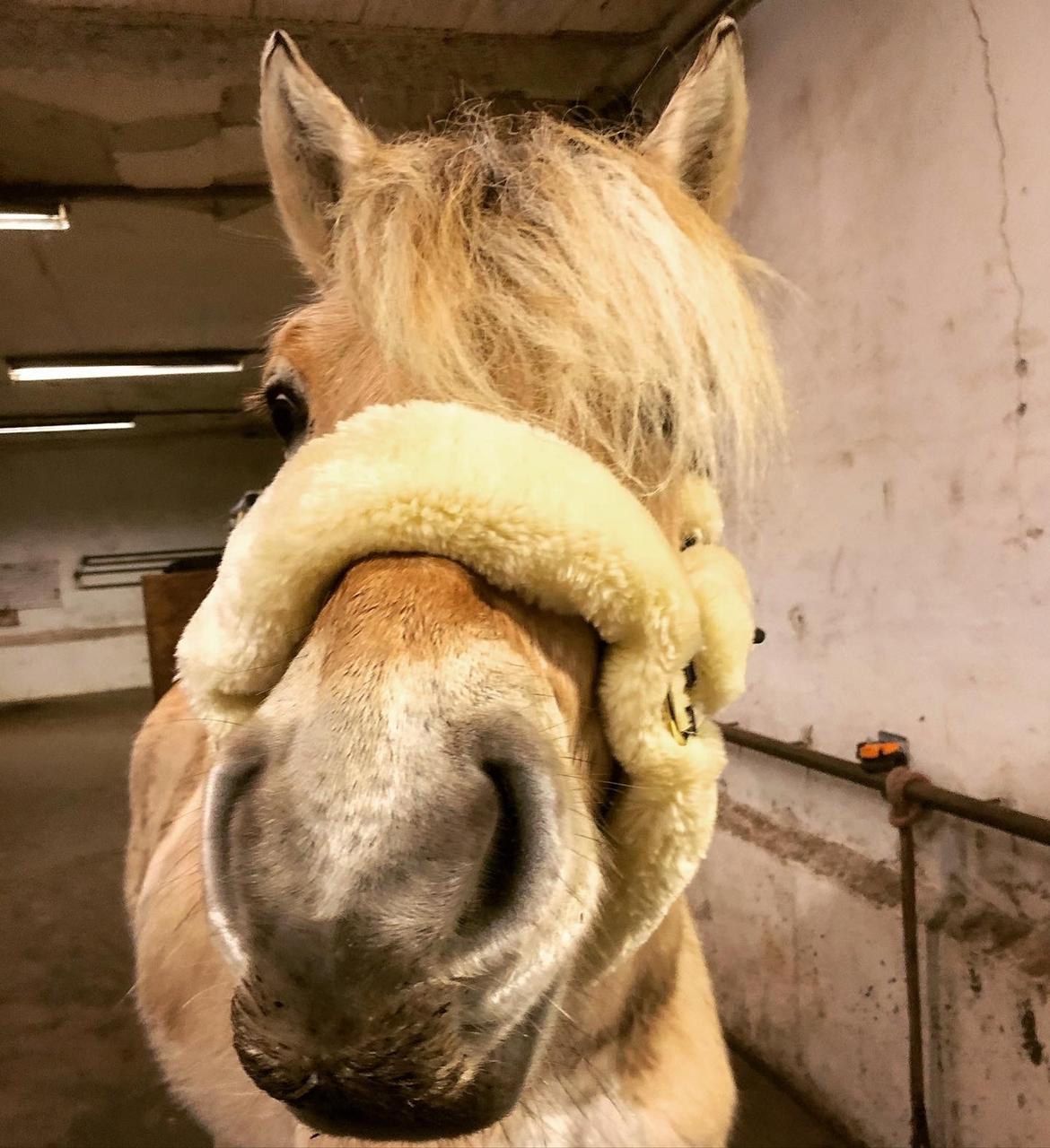 Fjordhest Gyldenfjords kida billede 2