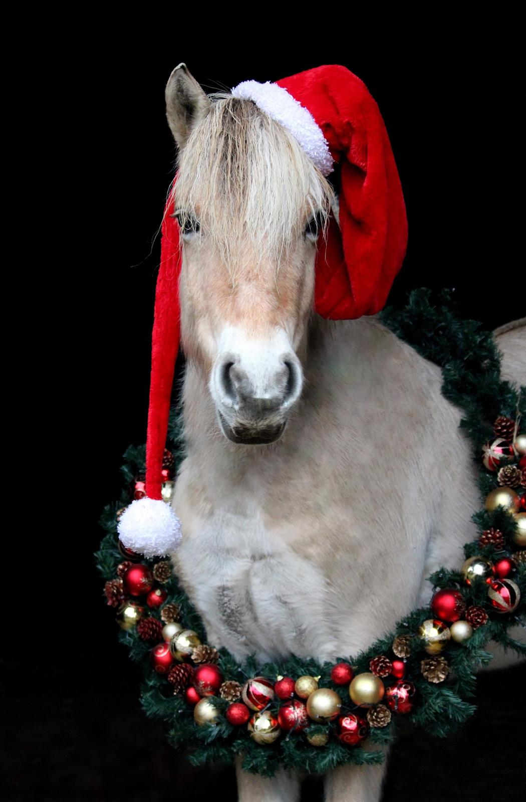 Fjordhest Gyldenfjords kida billede 4